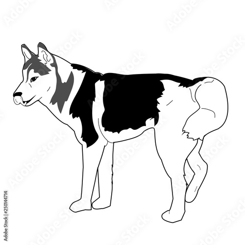 Young Siberian Husky