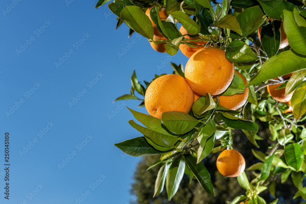 Close-up of oranges on the tree.
