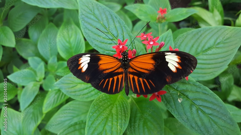 Butterflies Butterflies