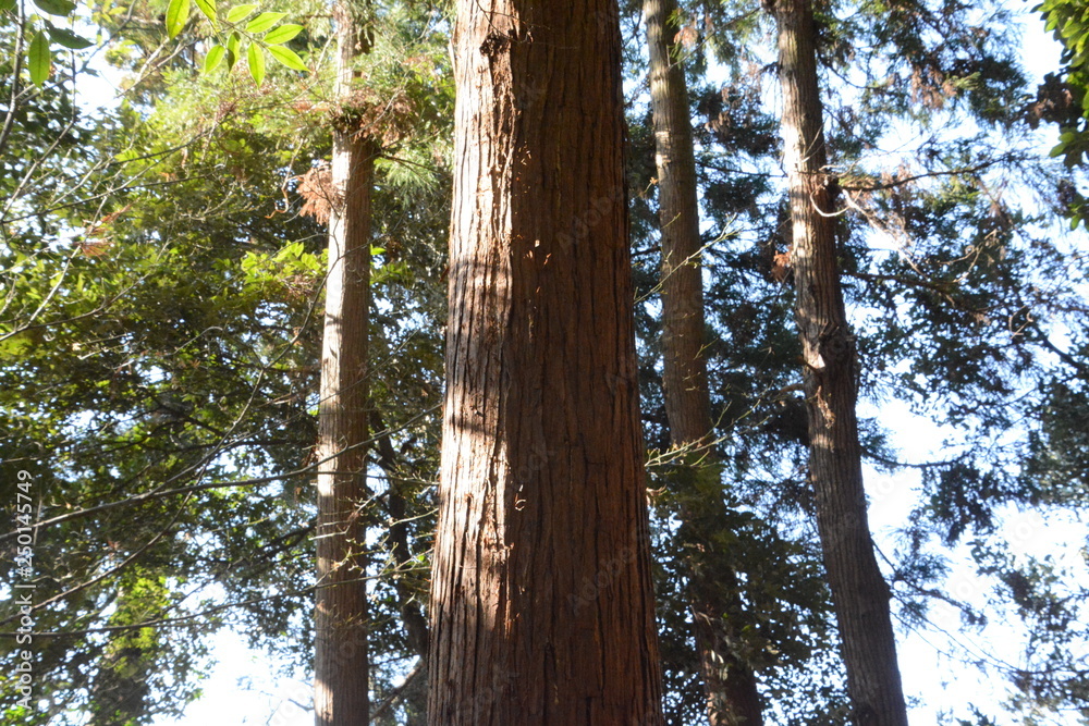 Fototapeta premium Trunk of a Japanese cedar