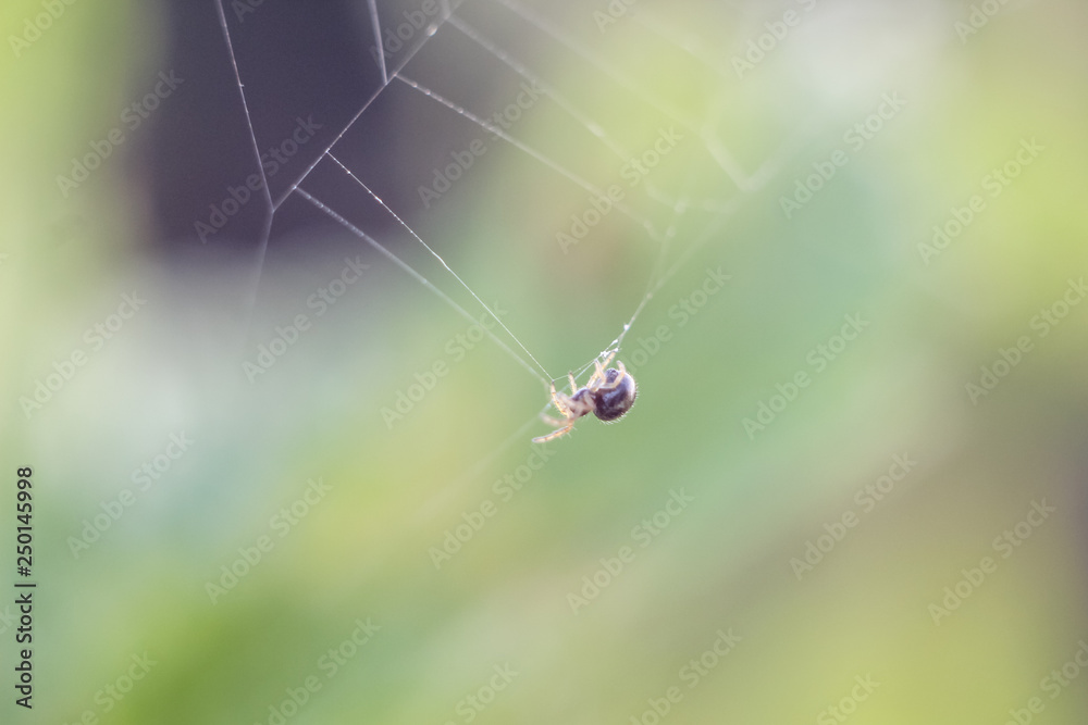 small spider closeup hanging in the air on spider web, blurred background with copyspace. small spider closeup hanging in the air on spider web, blurred background with copyspace.
