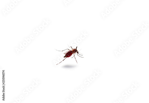 Macro of mosquito sucking blood isolated on white background,Mosquito dangerous is carrier of malaria, encephalitis dengue and zika © panya99