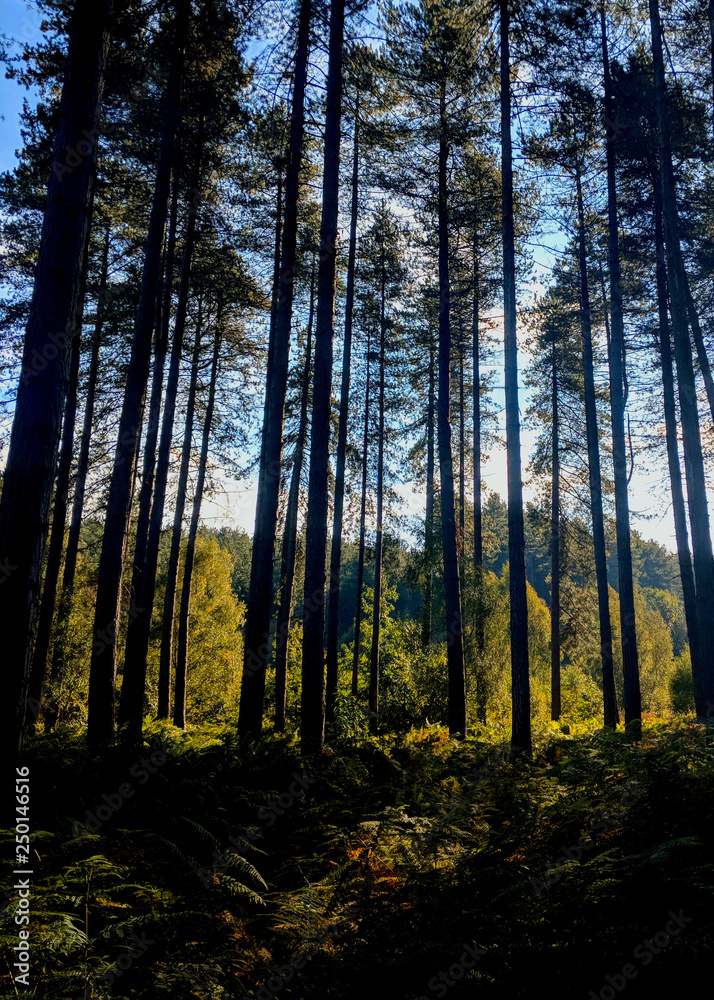 walking through the beautiful pine trees on a bright summer morning at Sherwood Forest, Nottinghamshire, UK