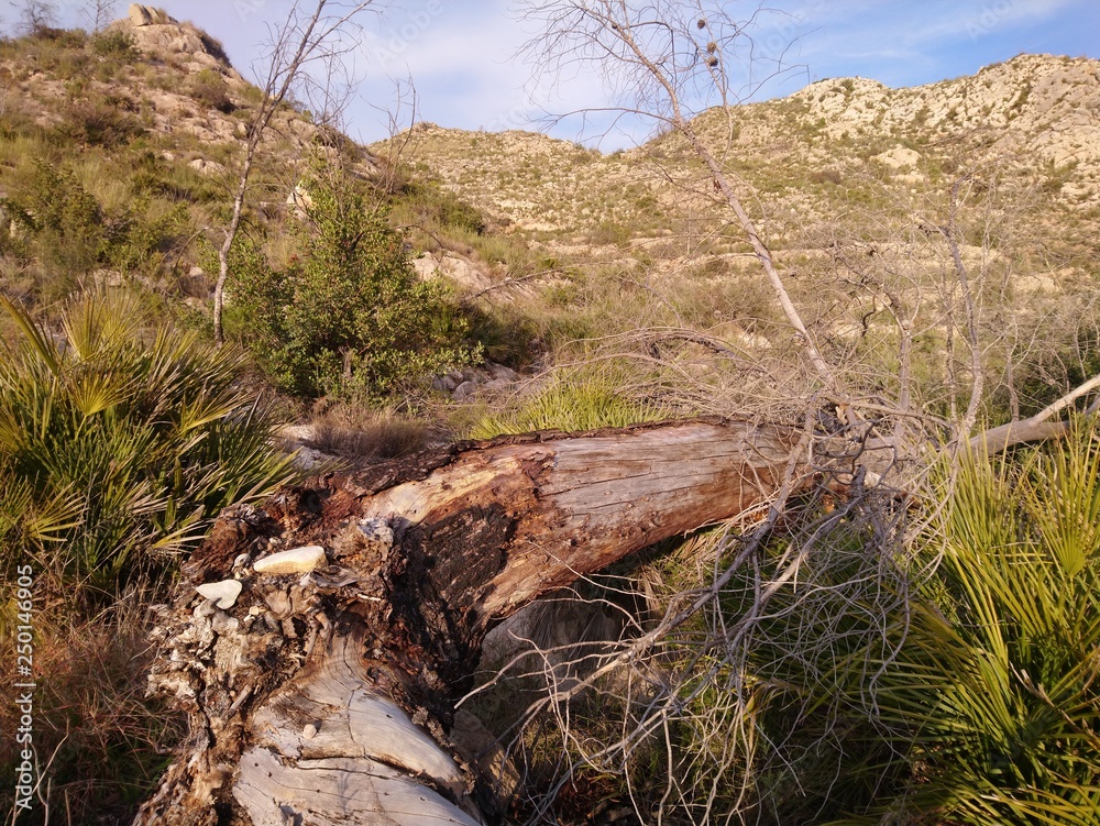 Obraz premium Arbol caido