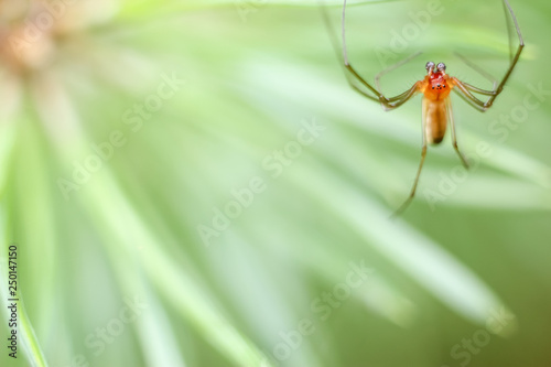 Spider closeup hanging in the air on spider web, blurred background with copyspace.