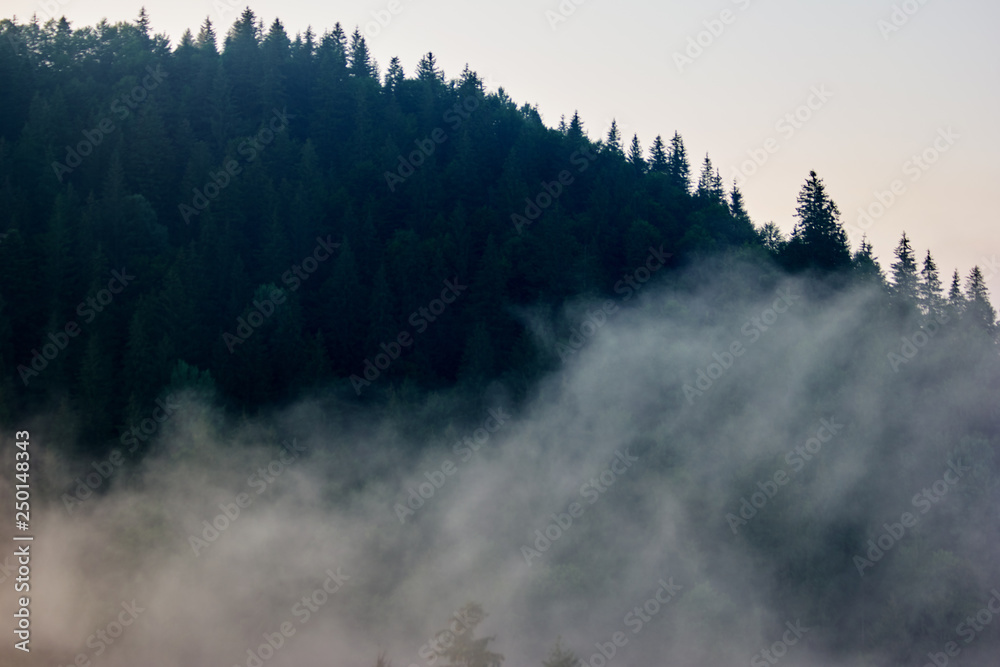 Foggy mountain forest. Breathtaking view of magnificent foggy forest in Carpathian mountains.