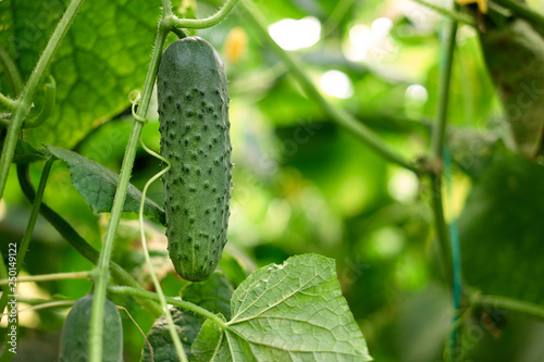 Cucumber hanging on vine with leaves. Healthy agriculture vegetable growing in greenhouse. Blur bokeh background.