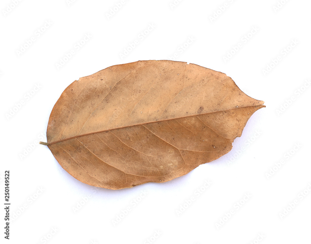 Dry leaf isolated on white background, Copy space. Dry leaf isolated on white background, Copy space.