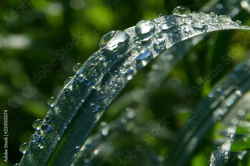 Obraz na płótnie Dew on Grass
