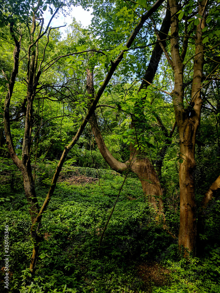 Beautiful trees on the woodland path at Creswell Crags, Nottinghamshire, UK Beautiful trees on the woodland path at Creswell Crags, Nottinghamshire, UK