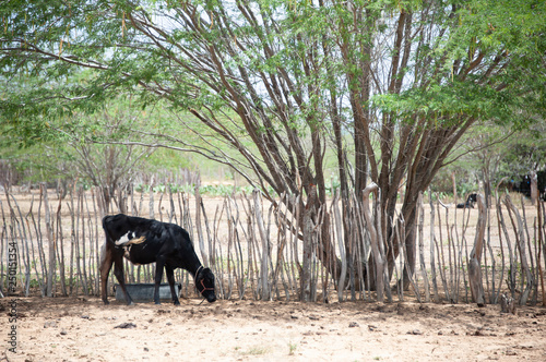 Grazing in dry areas