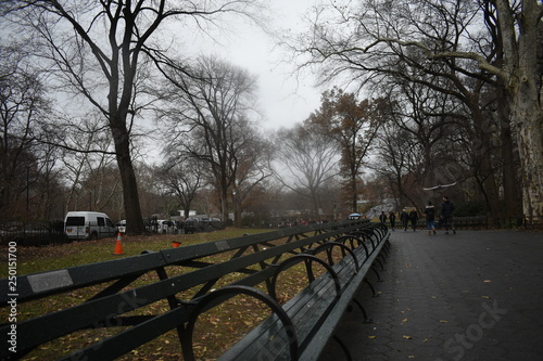 park, trees, 