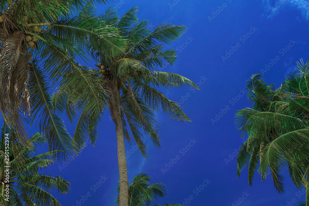 Beautiful sky. View of nice tropical palms. Holiday and vacation concept at Philippines on the island Siargao