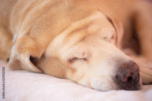 Fat Labrador Retriever 14 years old sleep on pad, orange tone.