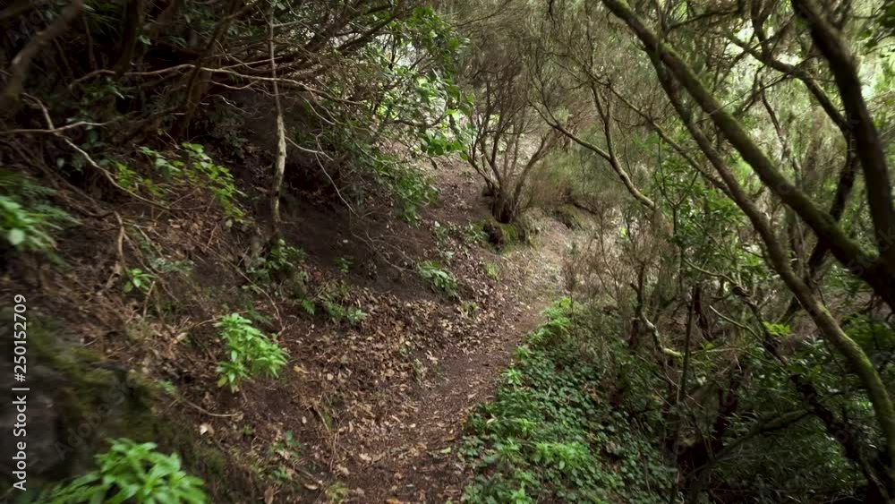 Rainforest jungle path. Rainforest in anaga mountains, Tenerife Canary islands, Spain . Rainforest jungle path. Rainforest in anaga mountains, Tenerife Canary islands, Spain .