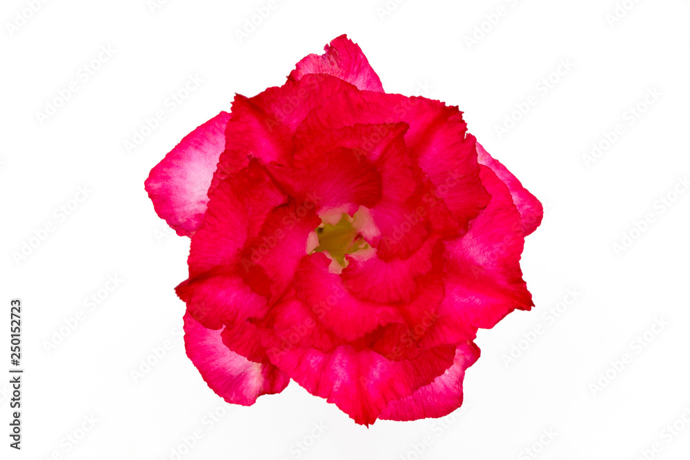 Single azalea flowers isolated on white background Single azalea flowers isolated on white background