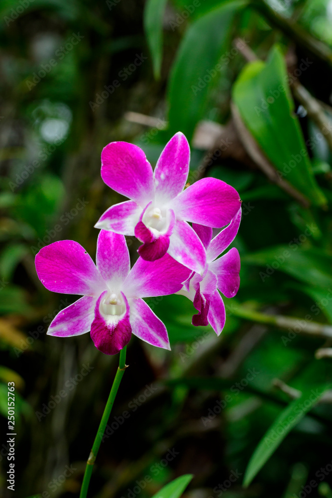 Image of beautiful violet orchid flowers in the garden. Image of beautiful violet orchid flowers in the garden.
