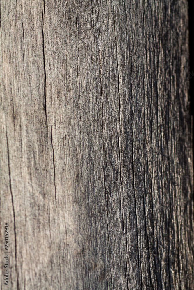 Young bark of common chestnut tree Young bark of common chestnut tree