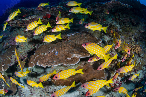 A school of colorful Blue-Stripe Snapper amongst hard coral on a tropical reef © whitcomberd