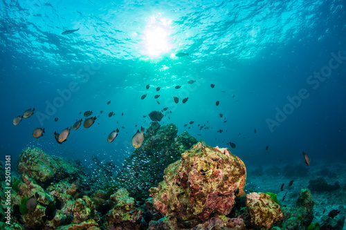 Fototapeta Naklejka Na Ścianę i Meble -  Colorful tropical fish around a thriving tropical coral reef in Asia
