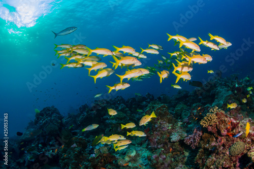 Colorful tropical fish on a coral reef at sunrise
