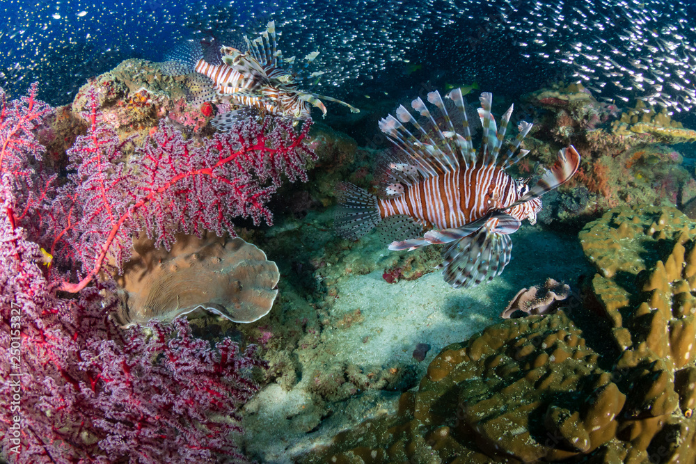 Obraz premium Beautiful Lionfish on a colorful tropical coral reef