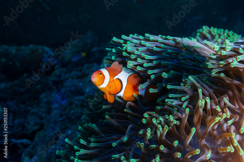 Beautiful Clownfish in their home anemone on a coral reef in the Andaman Sea