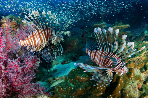 Multiple colorful Lionfish  Pterois Miles  and soft corals on a tropical reef at sunset  Koh Tachai  Thailand 