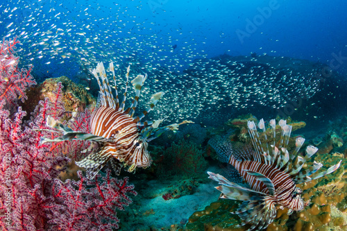 Multiple colorful Lionfish  Pterois Miles  and soft corals on a tropical reef at sunset  Koh Tachai  Thailand 