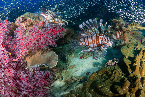 Beautiful Lionfish on a colorful tropical coral reef