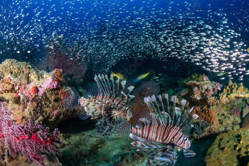 Multiple colorful Lionfish (Pterois Miles) and soft corals on a tropical reef at sunset (Koh Tachai, Thailand) © whitcomberd
