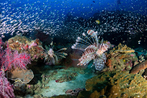 Multiple colorful Lionfish (Pterois Miles) and soft corals on a tropical reef at sunset (Koh Tachai, Thailand)