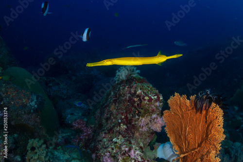 Colorful Yellow Trumpetfish on a tropical coral reef