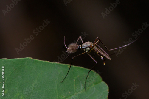 Image of Wild mosquito on green leaves. Insect. Animal photo