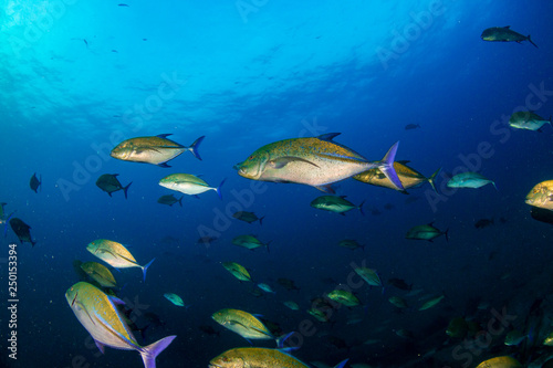 A school of Bluefin Trevally hunting on a tropical coral reef © whitcomberd