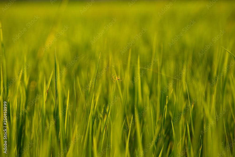 Rice field and spider web