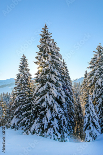 Snowy Mountain Fir Trees © starryvoyage