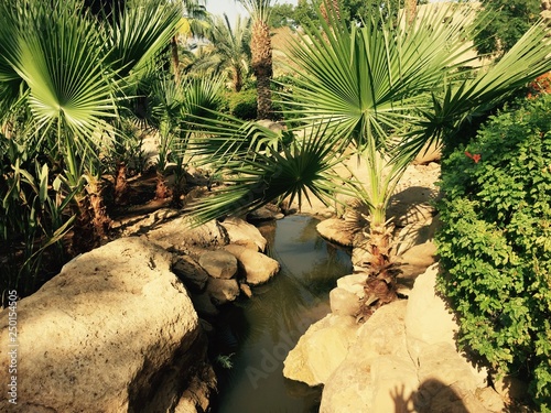 Fototapeta Naklejka Na Ścianę i Meble -  Garden oasis palm trees
