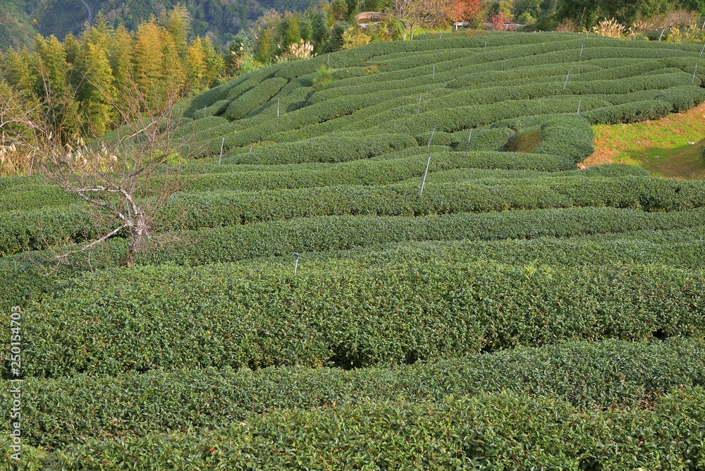 Tea garden landscape in the mountains, Taiwan
