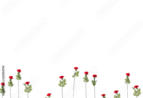 Flowers composition. Frame made of red roses flowers isolated on white background. Flat lay, top view, copy space