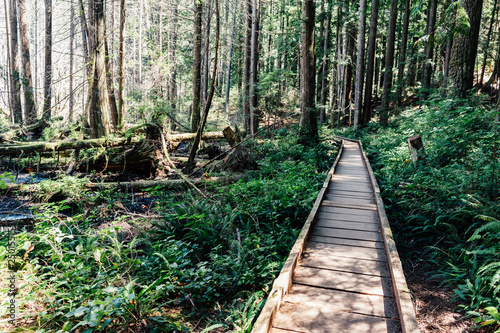 Boardwalk trail through the forest at Whyte Lake, North Vancouver, British Columbia, Canada