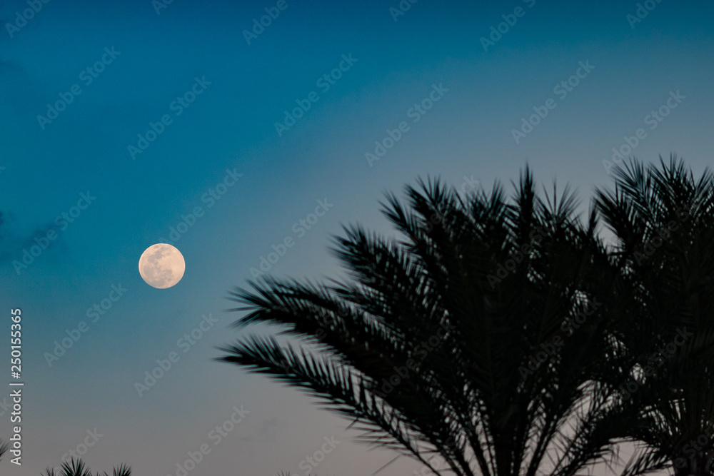 moon and tree