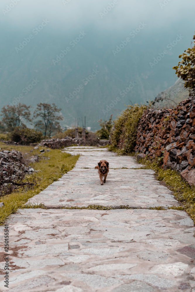 Perro en las alturas