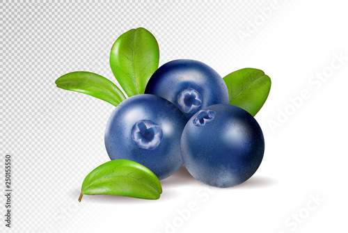 Blueberries on transparent background. Quality realistic vector, 3d illustration