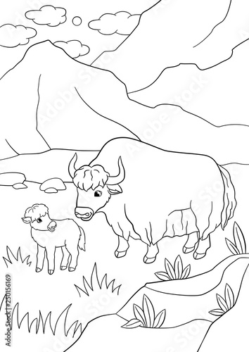 Coloring pages. Beautiful yak with little baby yak.