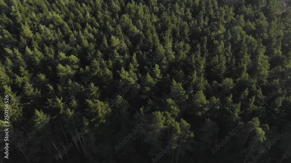 Aerial drone view of beautiful evergreen forest treetops flyover Aerial drone view of beautiful evergreen forest treetops flyover