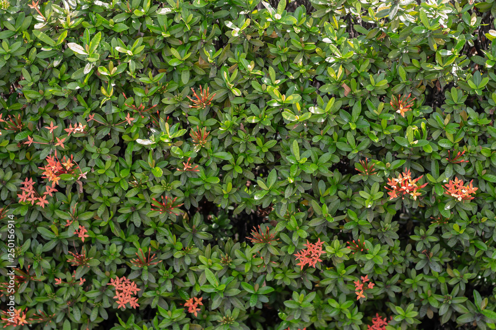 Leaves background Which is the leaves of the rubiaceae Leaves background Which is the leaves of the rubiaceae