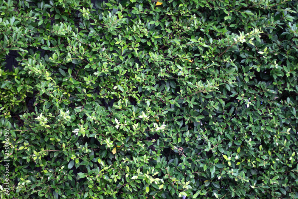 Leaves background Which is the leaves of the rubiaceae Leaves background Which is the leaves of the rubiaceae
