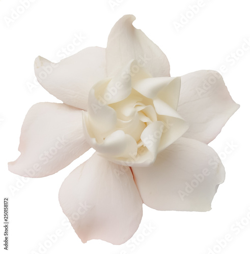 A Gardenia or Cape Jasmine on a White Background 
