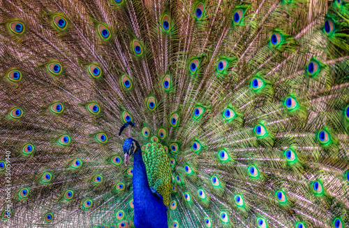 Grand Peacock